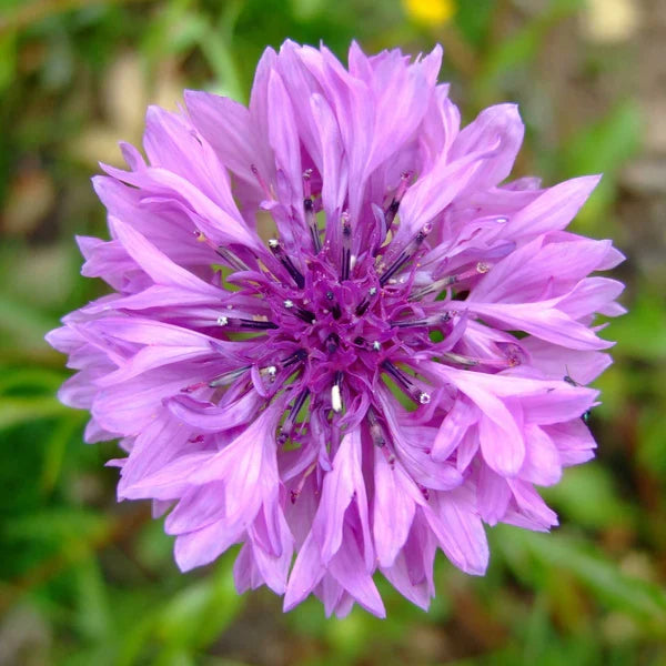 Cornflower Flower seeds for Planting Cut Flower Favorite, Heirloom & GMO Free Seeds for Home Garden vegetable and garden seeds