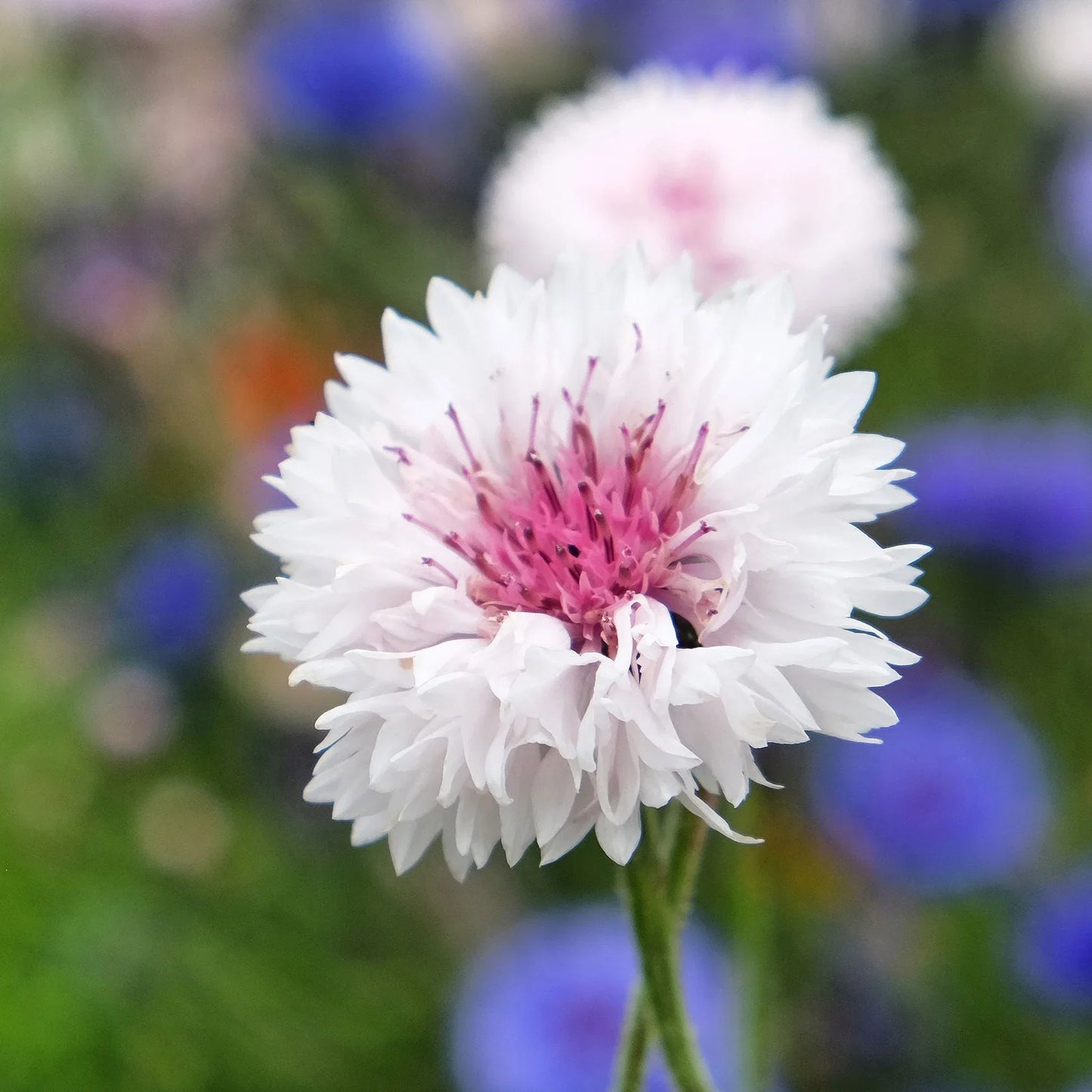 Cornflower Polka Dot Flower seeds for Planting Long Bloom Season Heirloom & GMO Free Seeds for Home Garden