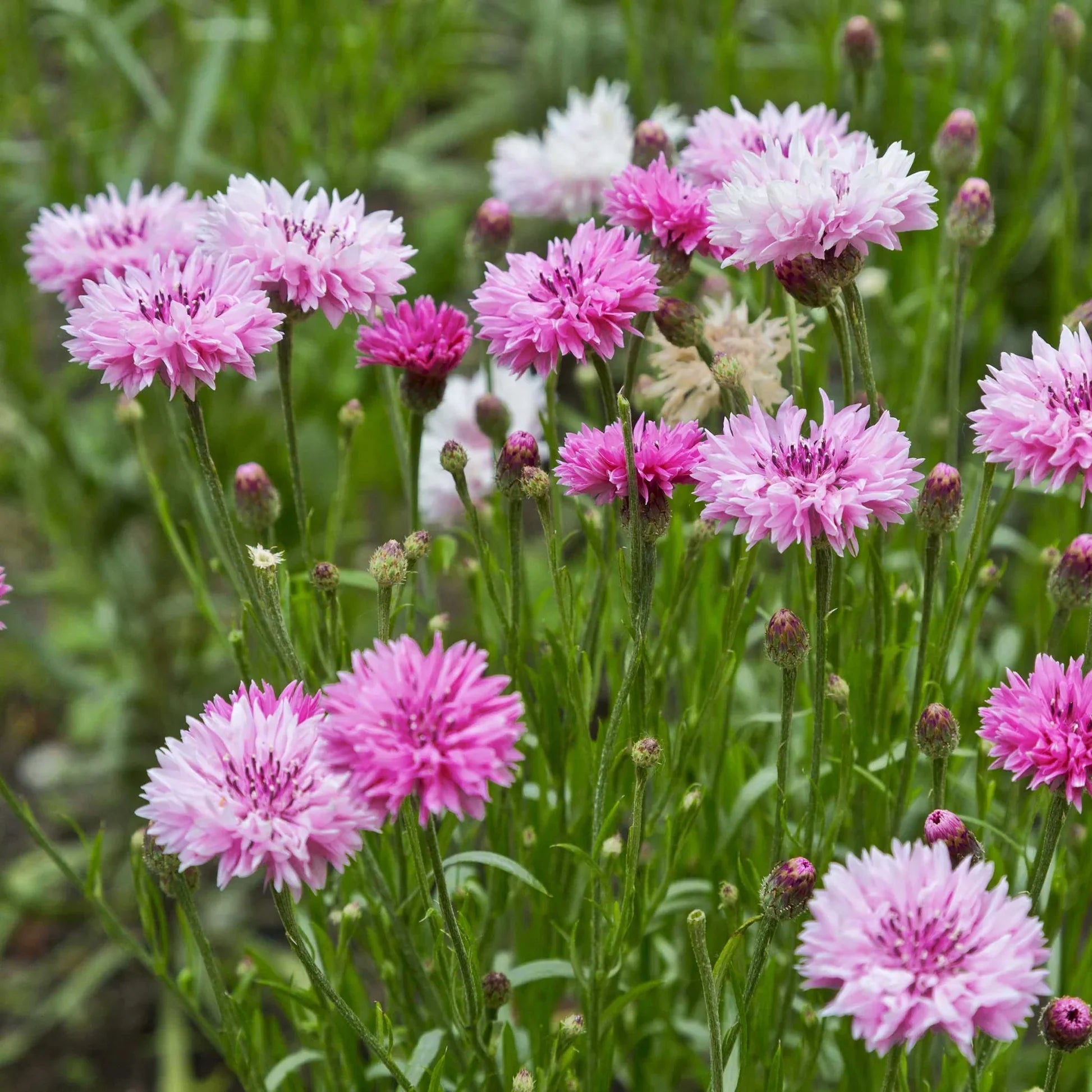 Purple Centaurea Flower seeds for Planting Shade Tolerant, Heirloom & GMO Free Seeds for Home Garden vegetable and garden seeds