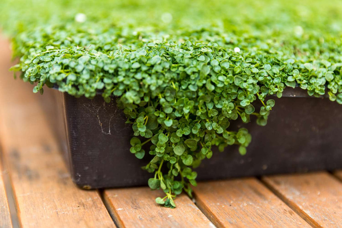 Corsican Mint Seeds Germinating in Moist Soil