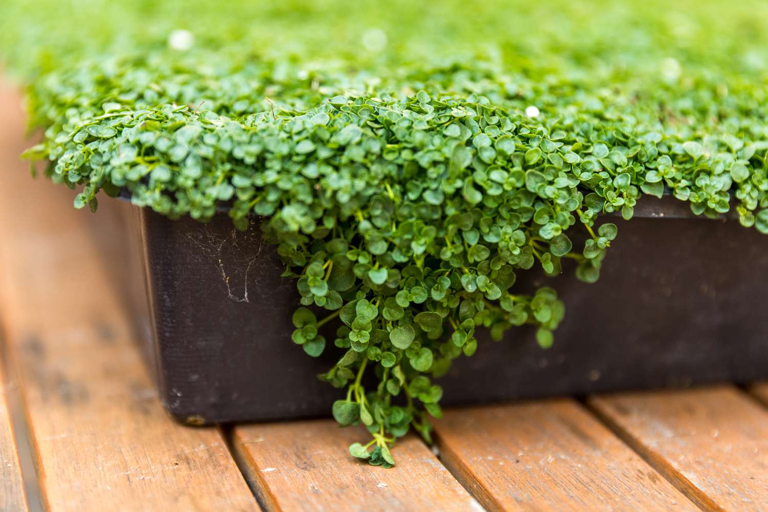 Corsican Mint Seeds Germinating in Moist Soil