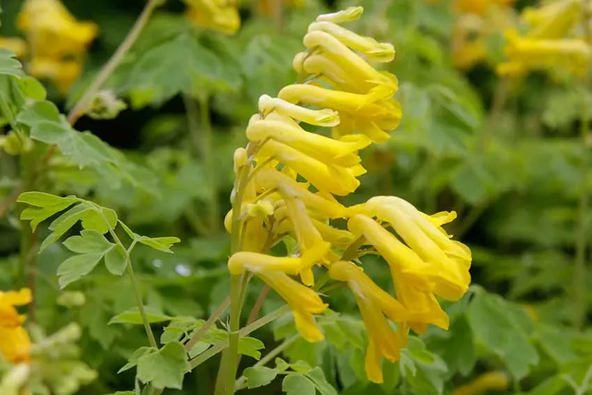 High quality Yellow Corydalis Manchu Flower seeds for Planting Seasonal Bloomer, Heirloom & GMO Free Seeds for Home Garden seeds pack