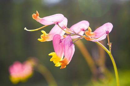 Corydalis Sempervirens Flower seeds for Planting Perfect for Borders Heirloom & GMO Free Seeds for Home Garden