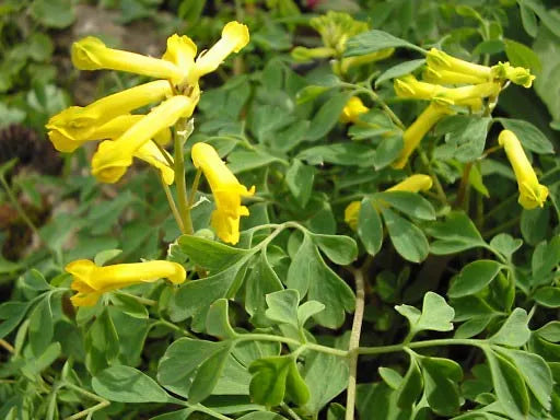 Premium Yellow Corydalis Manchu Flower seeds for Planting Seasonal Bloomer, Heirloom & GMO Free Seeds for Home Garden seeds