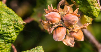 Corylus avellana spring catkins