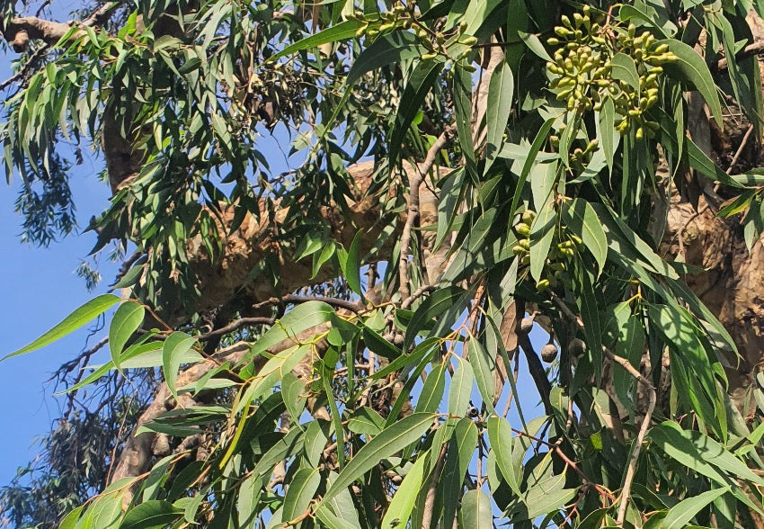 Smooth-bark Lemon Eucalyptus tree grown from seeds