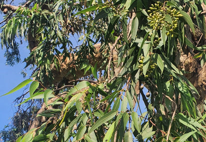 Smooth-bark Lemon Eucalyptus tree grown from seeds