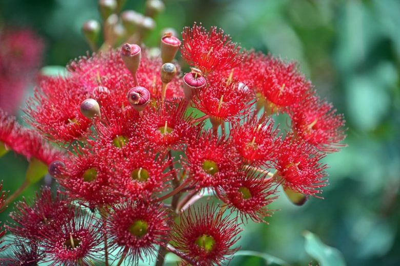 High quality Ficifolia Flower seeds for Planting Premium Quality, Heirloom & GMO Free Seeds for Home Garden seeds pack