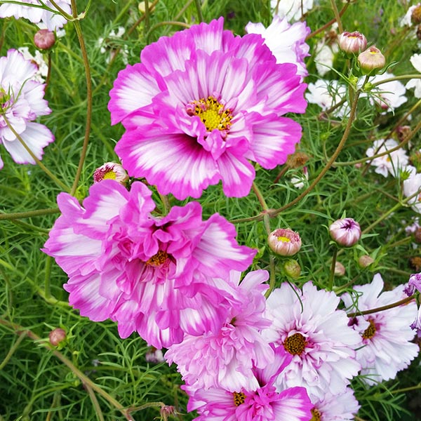 Cosmos Bicolor Flower seeds for Planting Shade Tolerant Heirloom & GMO Free Seeds for Home Garden