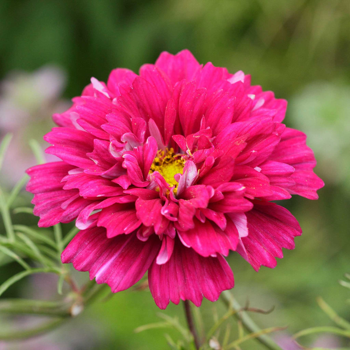 Cosmos Cranberries Flower seeds for Planting Cottage Garden Essential Heirloom & GMO Free Seeds for Home Garden