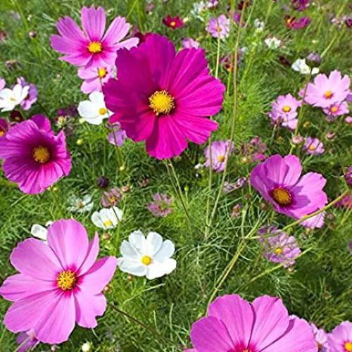 Crazy Mix Cosmos Flower seeds for Planting - Perfect for Borders, Heirloom & GMO Free Seeds for Home Garden
