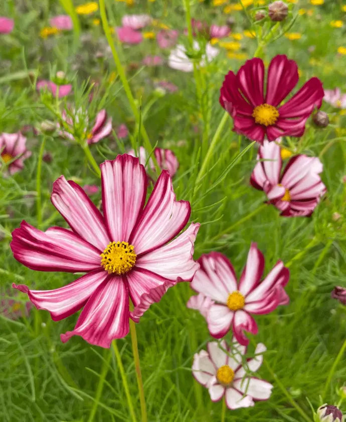 Heirloom Cosmos Peppermint Twist Flower seeds for Planting Premium Quality Heirloom & GMO Free Seeds for Home Garden