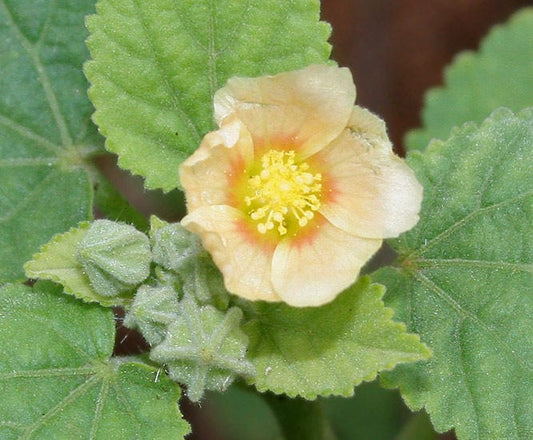 Packet of Country Mallow flower herb seeds