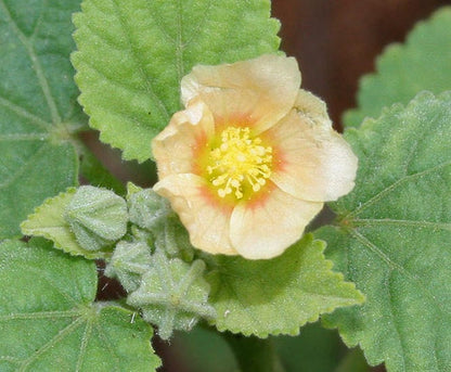 Packet of Country Mallow flower herb seeds