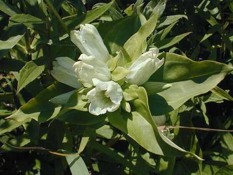 High quality Cream Gentiana Flower seeds for Planting Vibrant Colors, Heirloom & GMO Free Seeds for Home Garden seeds pack