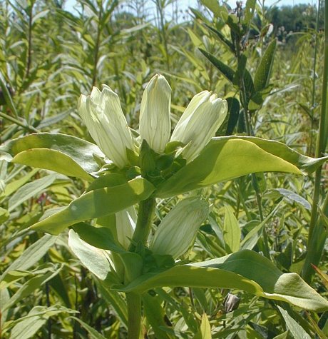 Premium Cream Gentiana Flower seeds for Planting Vibrant Colors, Heirloom & GMO Free Seeds for Home Garden seeds