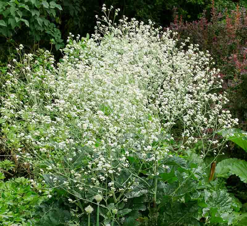 Premium Seakale Flower seeds for Planting Low Maintenance, Heirloom & GMO Free Seeds for Home Garden seeds