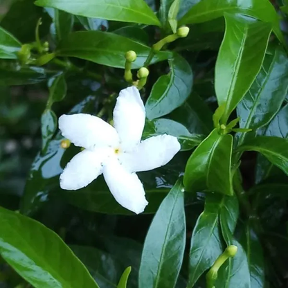 Tabernaemontana Flower seeds for Planting Sun Loving Heirloom & GMO Free Seeds for Home Garden