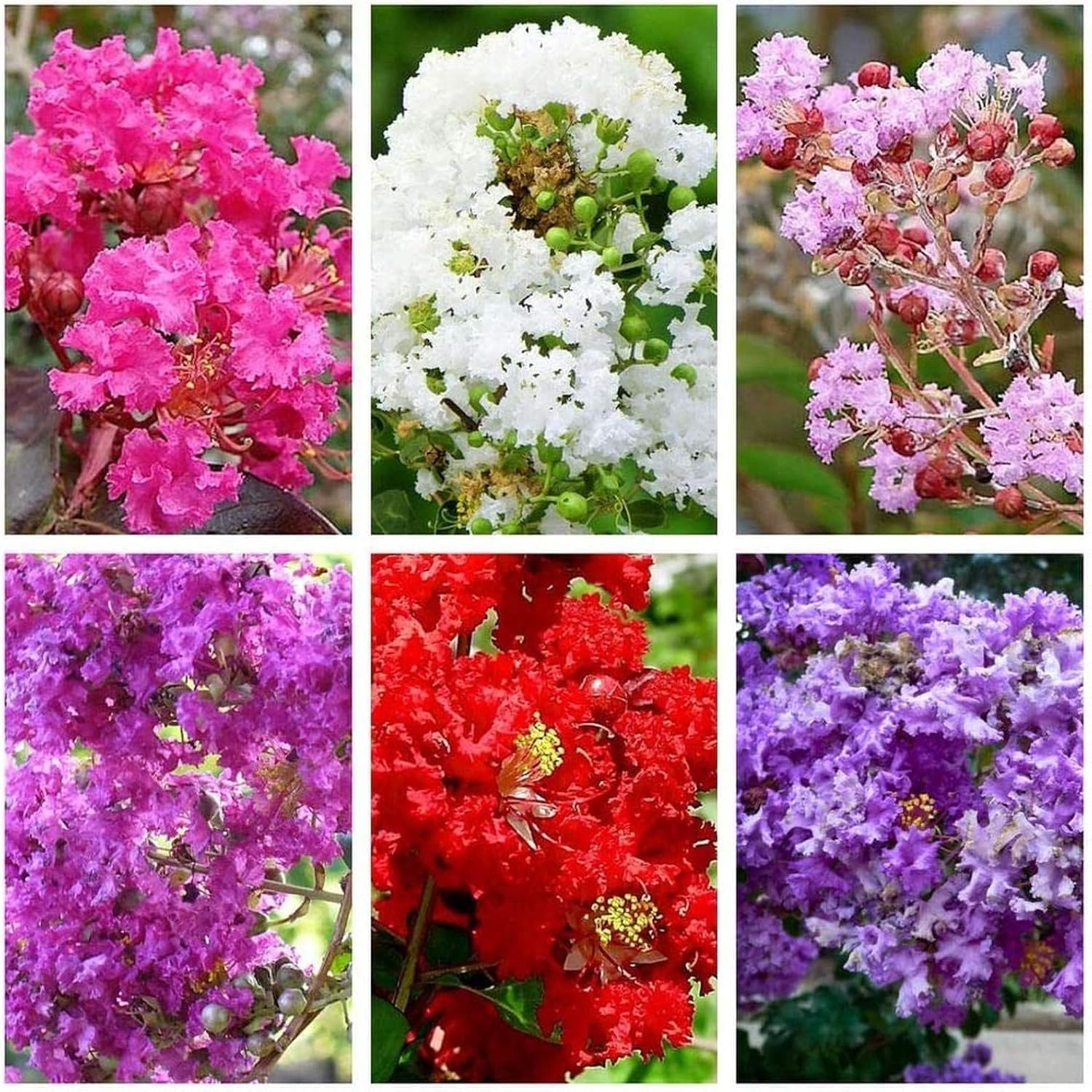 Multi Colour Crape Myrtle Seeds for Planting