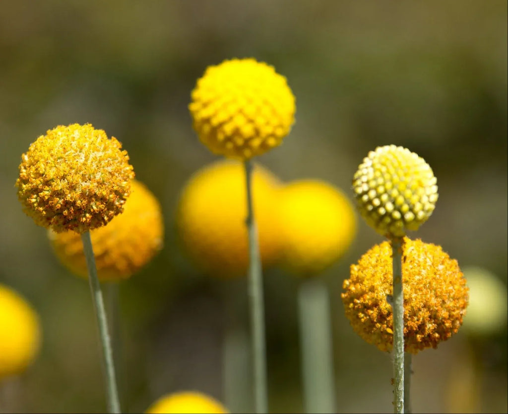 Premium Yellow Balls or Craspedia Flower seeds for Planting Seasonal Bloomer, Heirloom & GMO Free Seeds for Home Garden seeds