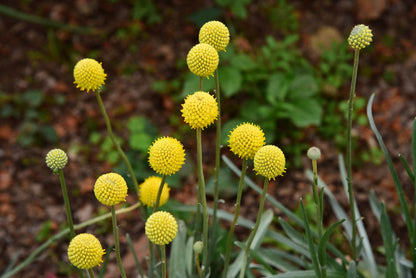 Craspedia Flower seeds for Planting Easy to Grow Heirloom & GMO Free Seeds for Home Garden