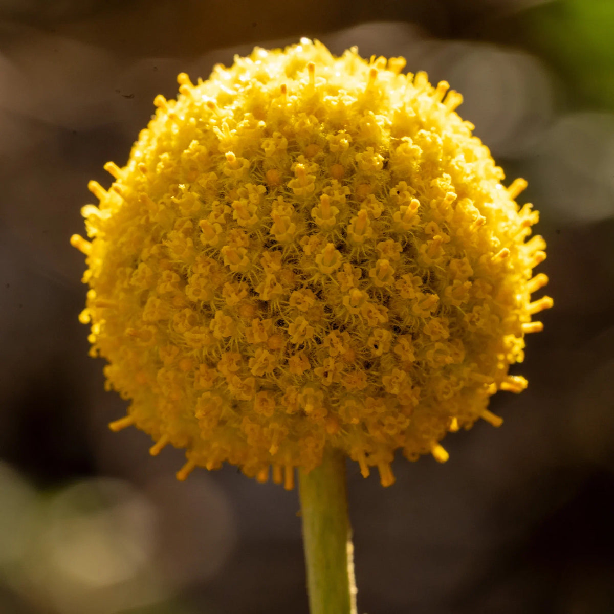 Craspedia Flower seeds for Planting Easy to Grow Heirloom & GMO Free Seeds for Home Garden