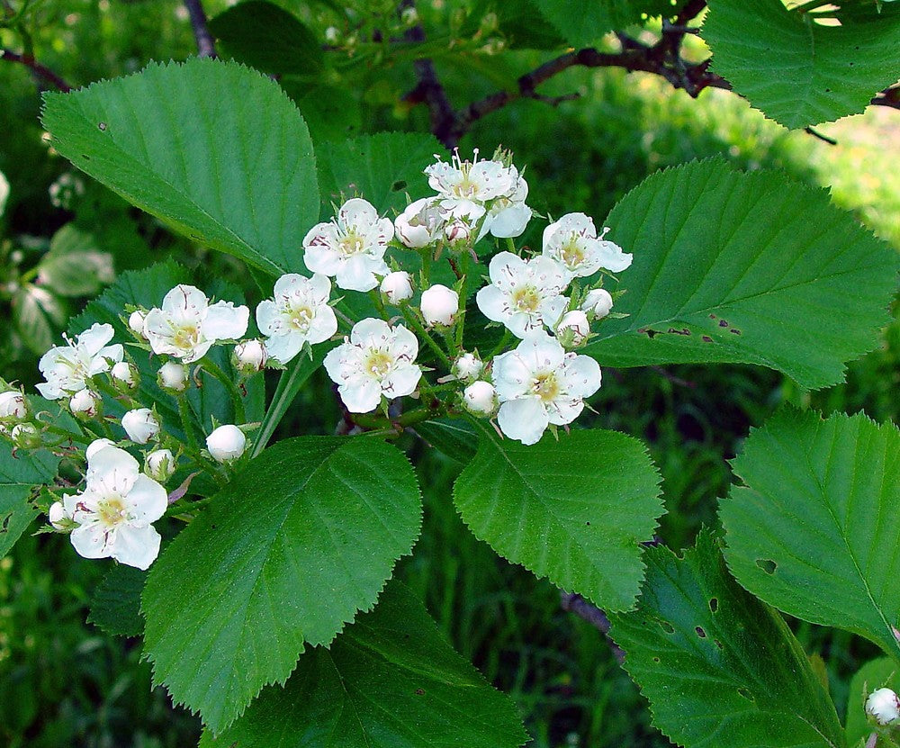 High quality White Crataegus Flower seeds for Planting Colorful Display, Heirloom & GMO Free Seeds for Home Garden seeds pack
