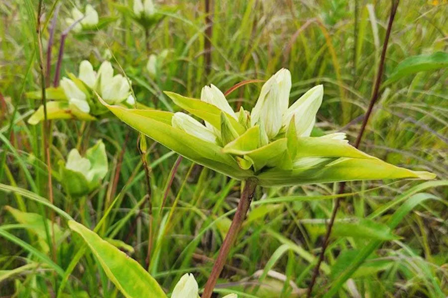 Cream Gentiana Flower seeds for Planting Vibrant Colors, Heirloom & GMO Free Seeds for Home Garden vegetable and garden seeds