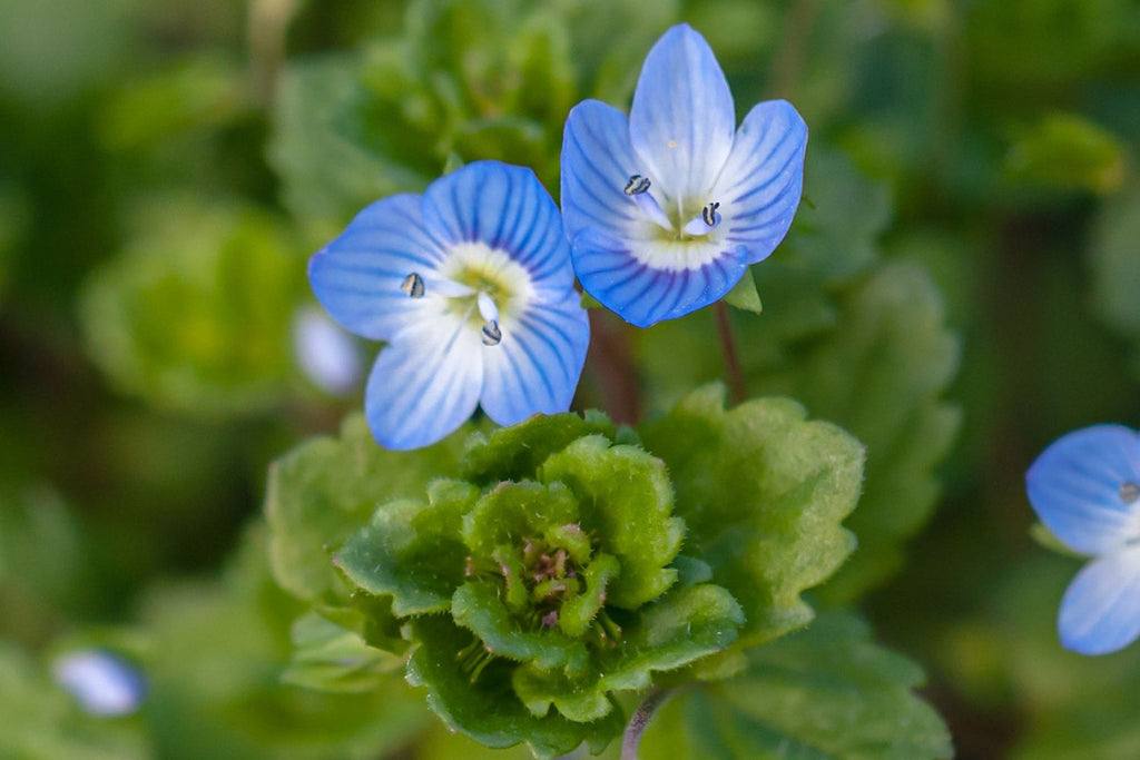 Blue Veronica Repens Flower seeds for Planting Compact Growth, Heirloom & GMO Free Seeds for Home Garden vegetable and garden seeds