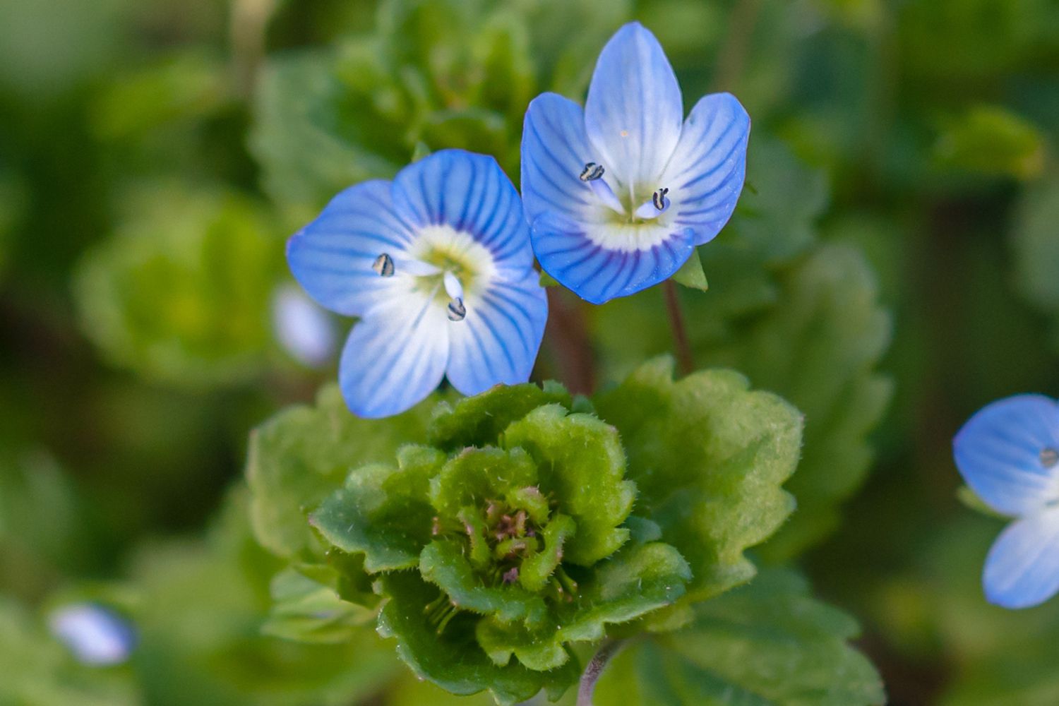 Blue Veronica Repens Flower seeds for Planting Compact Growth, Heirloom & GMO Free Seeds for Home Garden vegetable and garden seeds