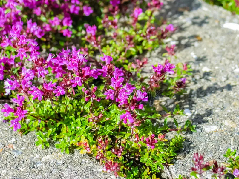 Pink Creeping Thyme Flower seeds for Planting Easy to Grow Heirloom & GMO Free Seeds for Home Garden vegetable and garden seeds