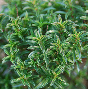 Creeping Winter Savory plant growing in a herb garden