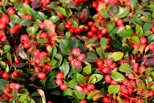 Creeping Wintergreen Seeds – Gaultheria procumbens Non-GMO Evergreen Plant