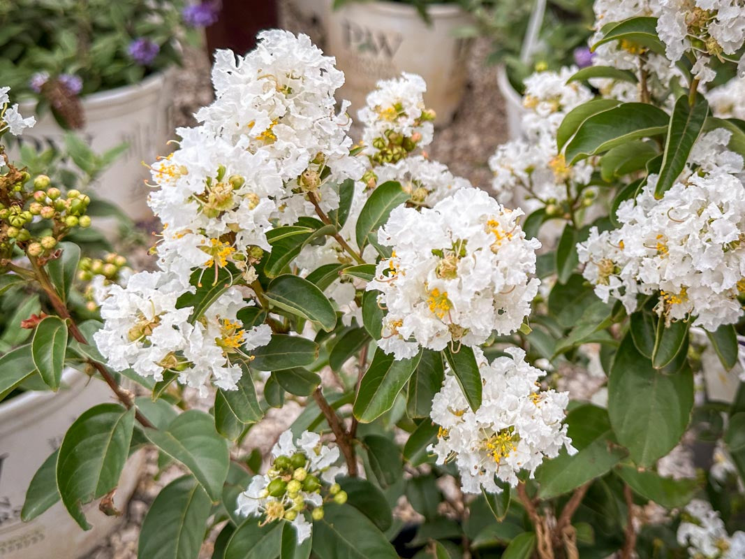 Beautiful White Crepe Myrtle Flowers Blooming
