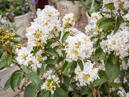 Beautiful White Crepe Myrtle Flowers Blooming