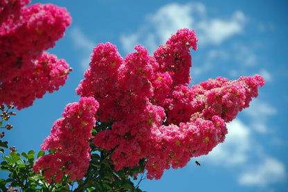 Crepe Myrtle Flower seeds for Planting Seasonal Bloomer Heirloom & GMO Free Seeds for Home Garden