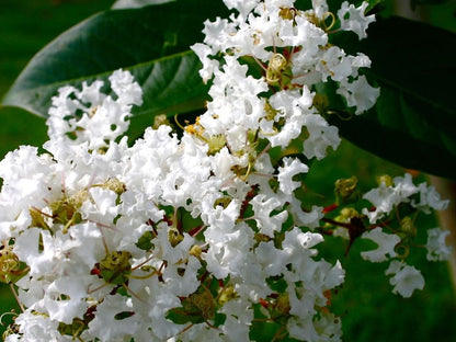 Crepe Myrtle Seedling Growing in Garden
