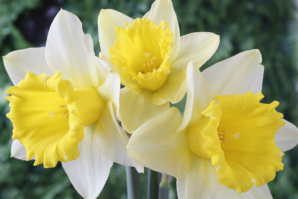 Light Yellow Daffodil Flower seeds for Planting Perfect for Borders, Heirloom & GMO Free Seeds for Home Garden vegetable and garden seeds