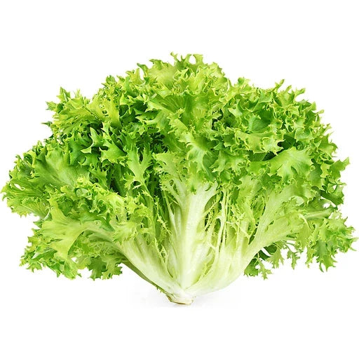 Crisp endive seeds for planting high-quality leafy greens