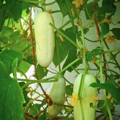 Crisp Salad Blonde Cucumber seeds ideal for backyard garden