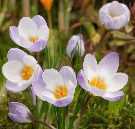 High quality Blue Ocean crocus Flower seeds for Planting Colorful Display, Heirloom & GMO Free Seeds for Home Garden seeds pack
