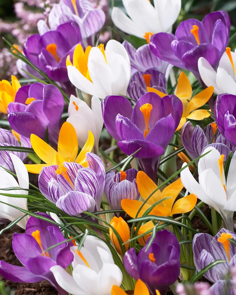 Premium Mixed Crocus Flower seeds for Planting Compact Growth, Heirloom & GMO Free Seeds for Home Garden seeds