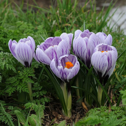 Blue White Crocus Flower seeds for Planting Colorful Display Heirloom & GMO Free Seeds for Home Garden