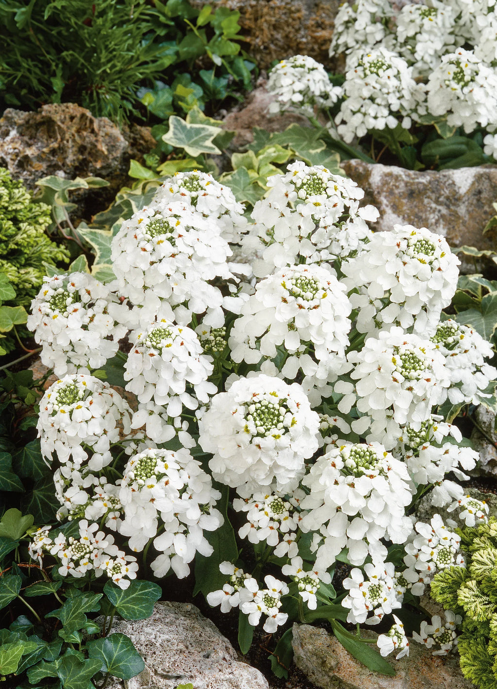 Iberis Sempervirens Flower seeds for Planting Cut Flower Favorite, Heirloom & GMO Free Seeds for Home Garden vegetable and garden seeds