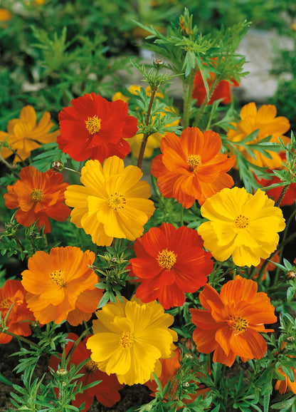 Cosmos Flower seeds for Planting Long Bloom Season Heirloom & GMO Free Seeds for Home Garden