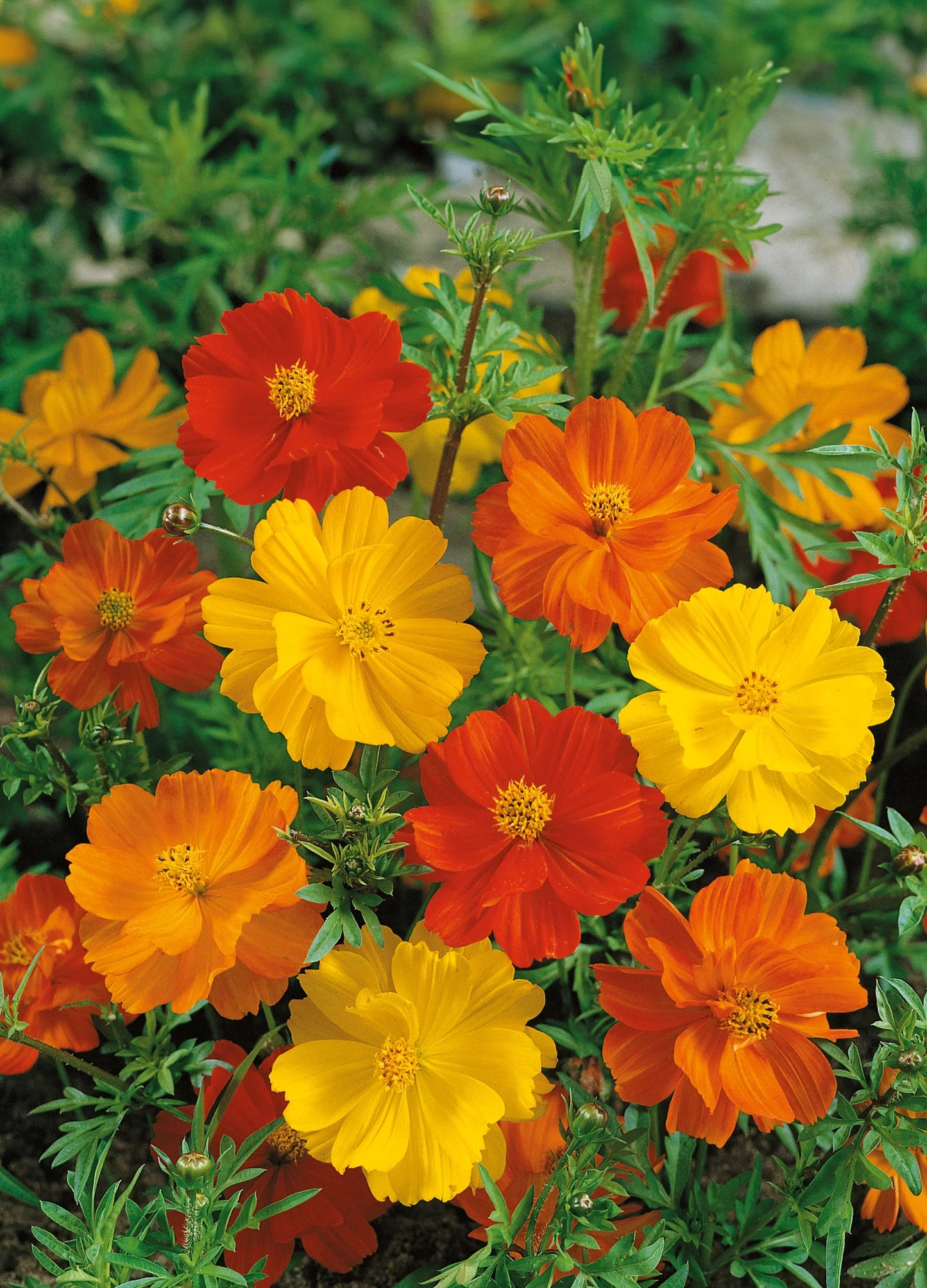 Cosmos Flower seeds for Planting Shade Tolerant Heirloom & GMO Free Seeds for Home Garden