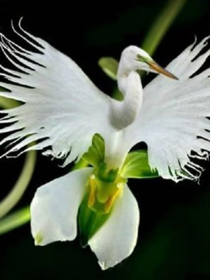 Orchid Flower seeds for Planting Drought Tolerant Heirloom & GMO Free Seeds for Home Garden