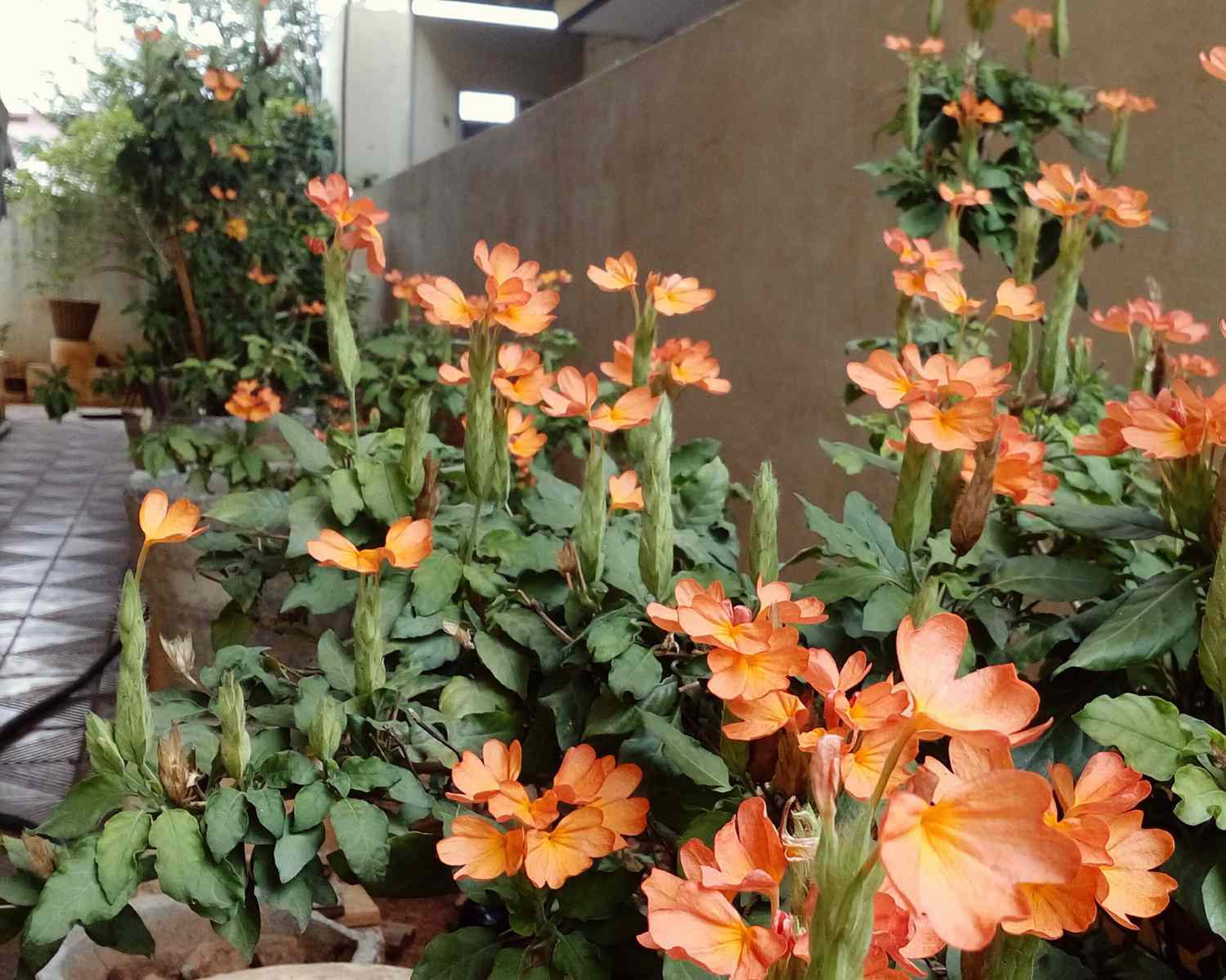 Orange Marmalade Flower seeds for Planting Cut Flower Favorite, Heirloom & GMO Free Seeds for Home Garden vegetable and garden seeds