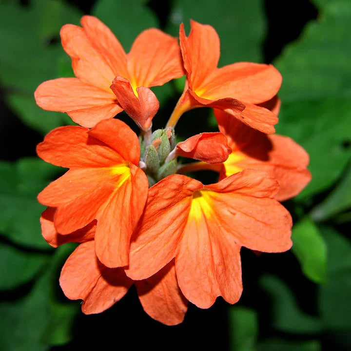 Premium Firecracker Flower seeds for Planting Vibrant Colors, Heirloom & GMO Free Seeds for Home Garden seeds