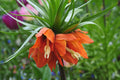 Imperialis Flower seeds for Planting Shade Tolerant, Heirloom & GMO Free Seeds for Home Garden seeds for planting